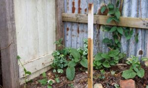 Backyard fence corner marker - ALTA SURVEY Miami Property line marker stake in a backyard corner before building a fence